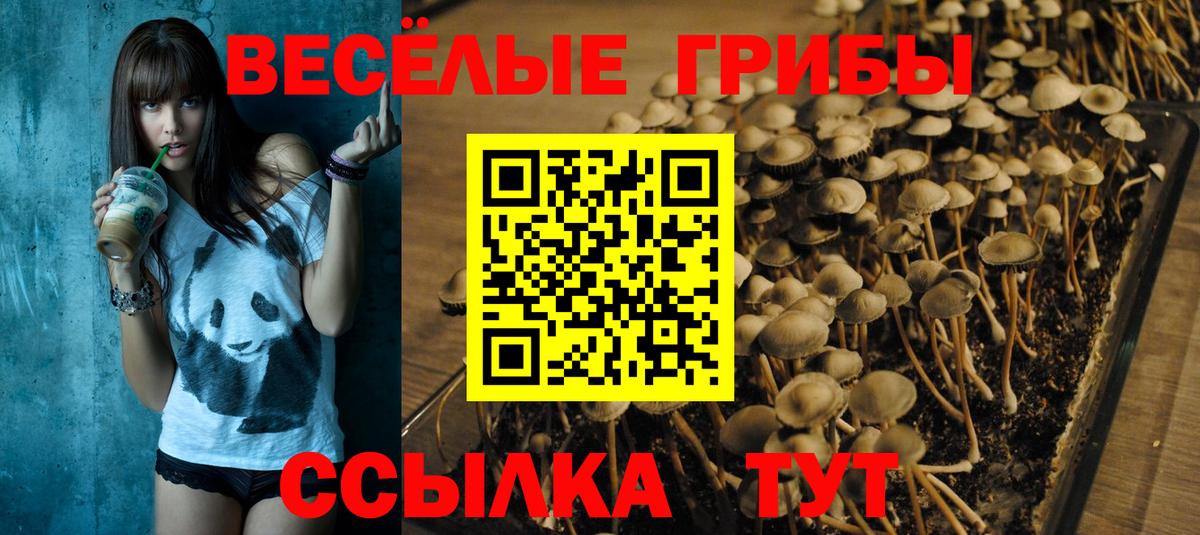 Псилоцибиновые грибы MAGIC MUSHROOMS  закладка  Зерноград  Вход с VPN  Псилоцибиновые грибы прущие грибы 